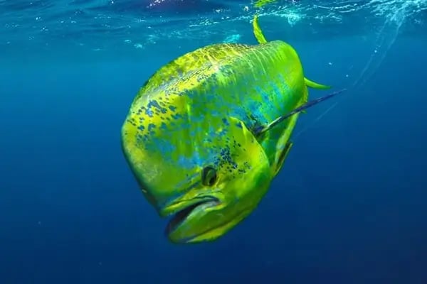 zielfisch-salzwasserfischen