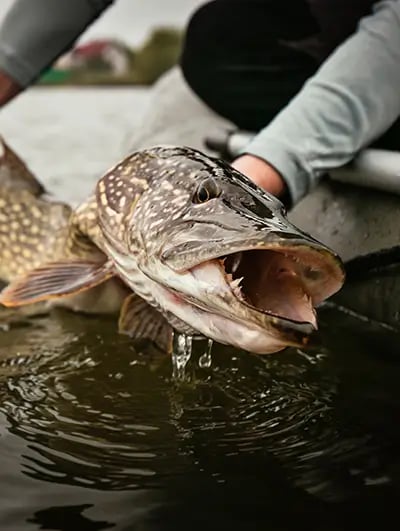 fischen_ch-hecht