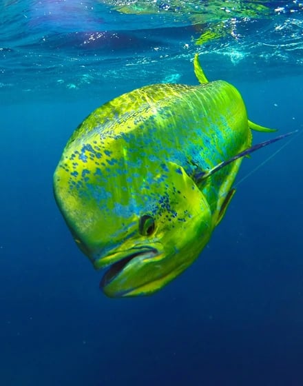 FI-440x560-Salzwasser