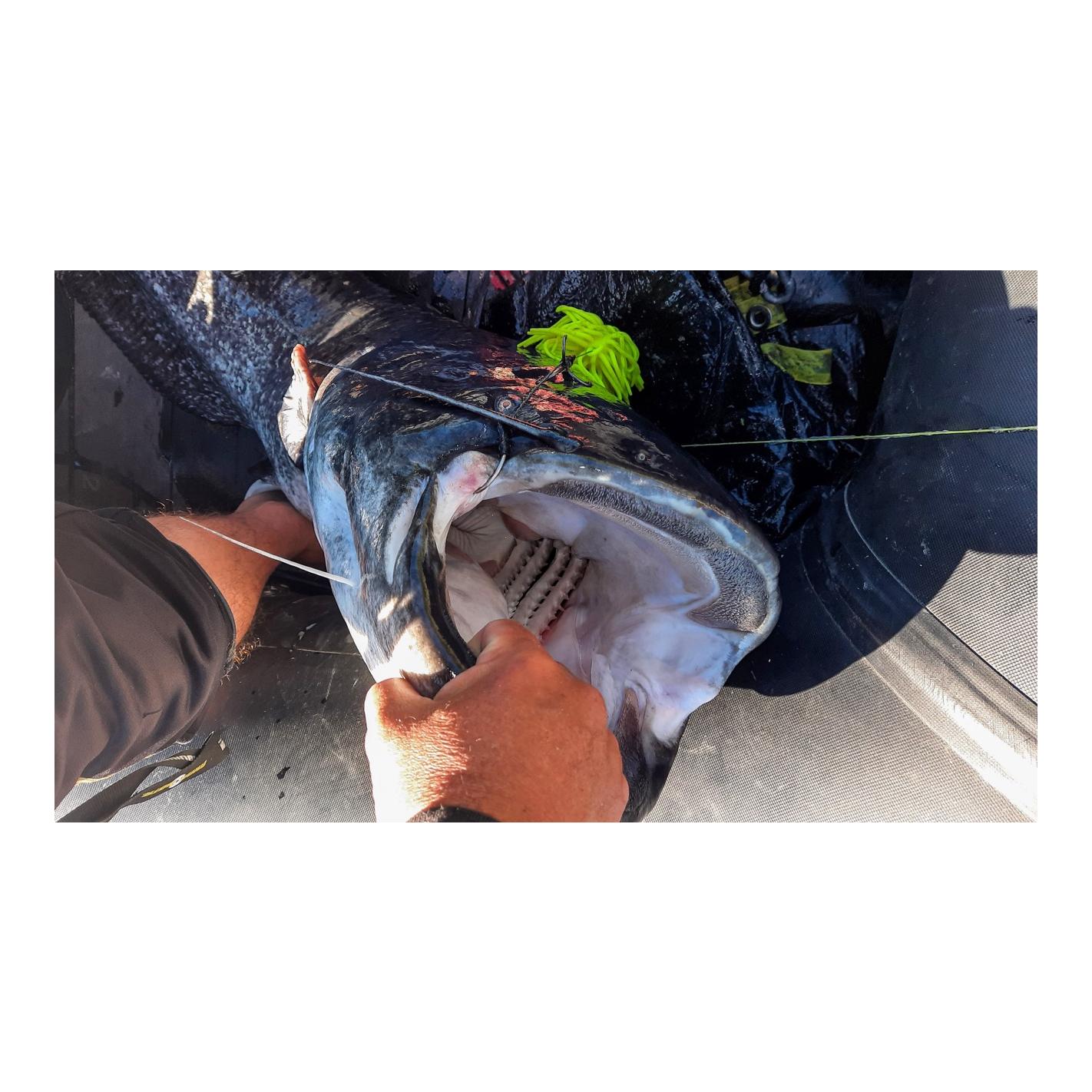 Black Cat Real Worm Teaser