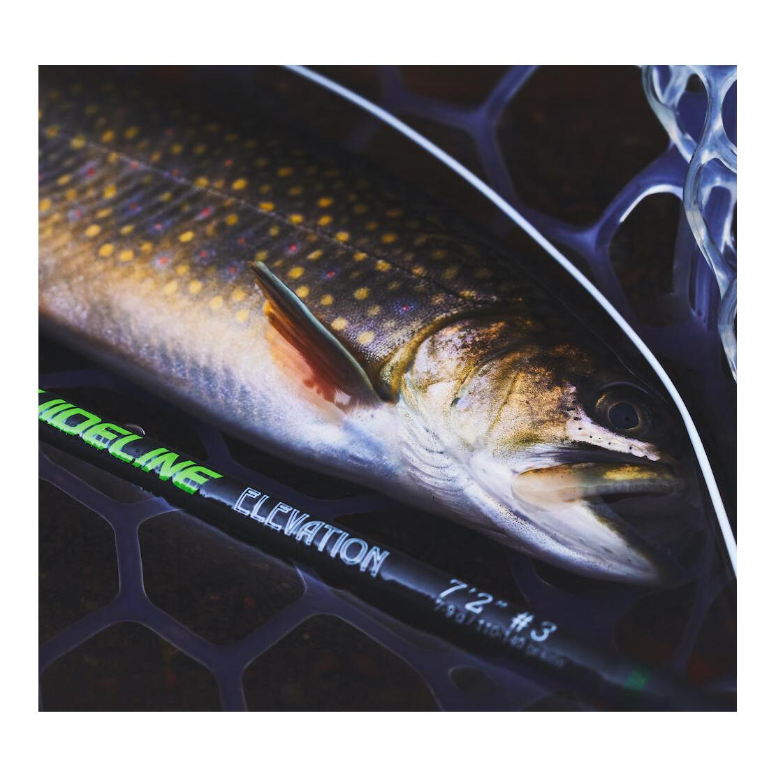 Elevation Brook - Fliegenrute