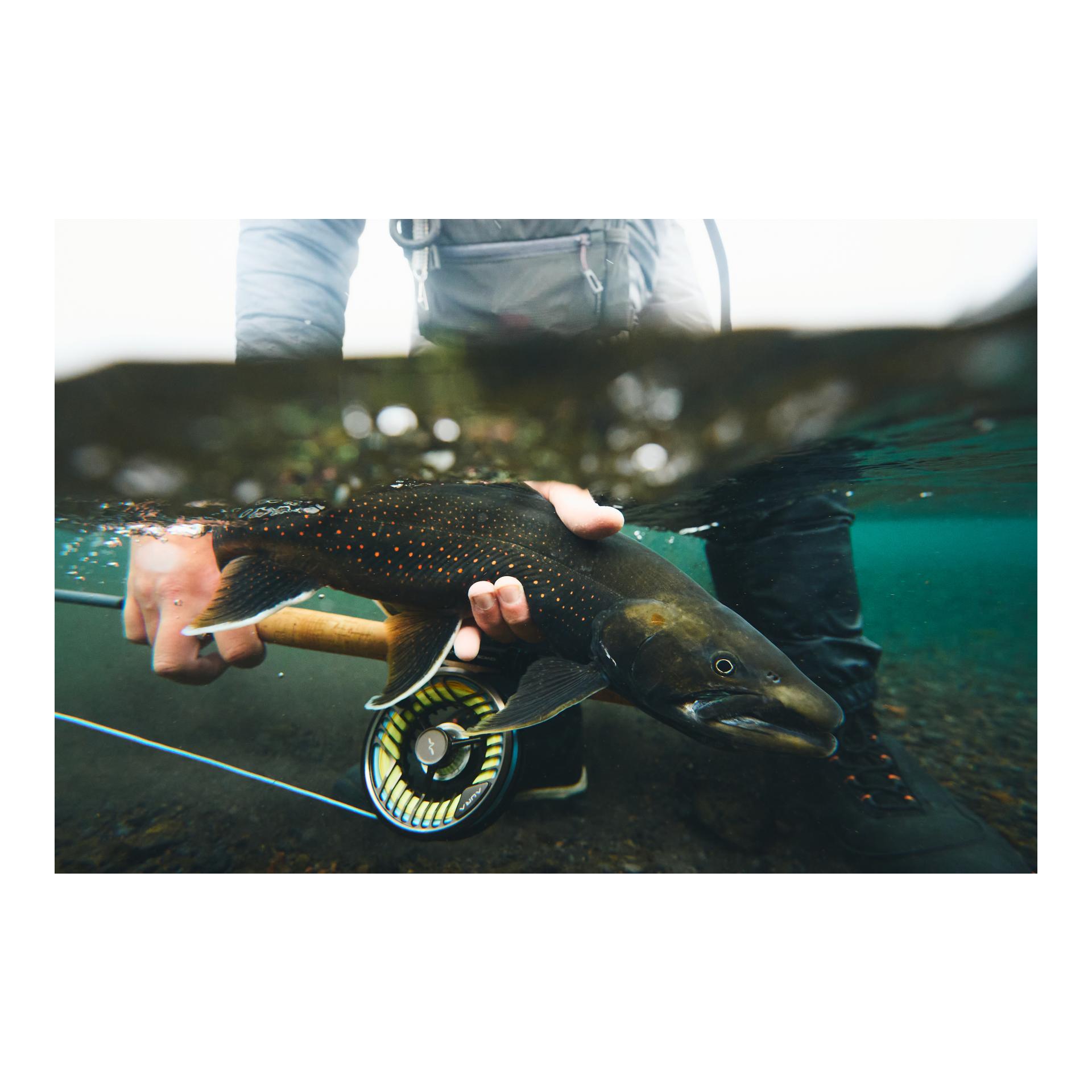 Guideline AURA Fliegenrolle