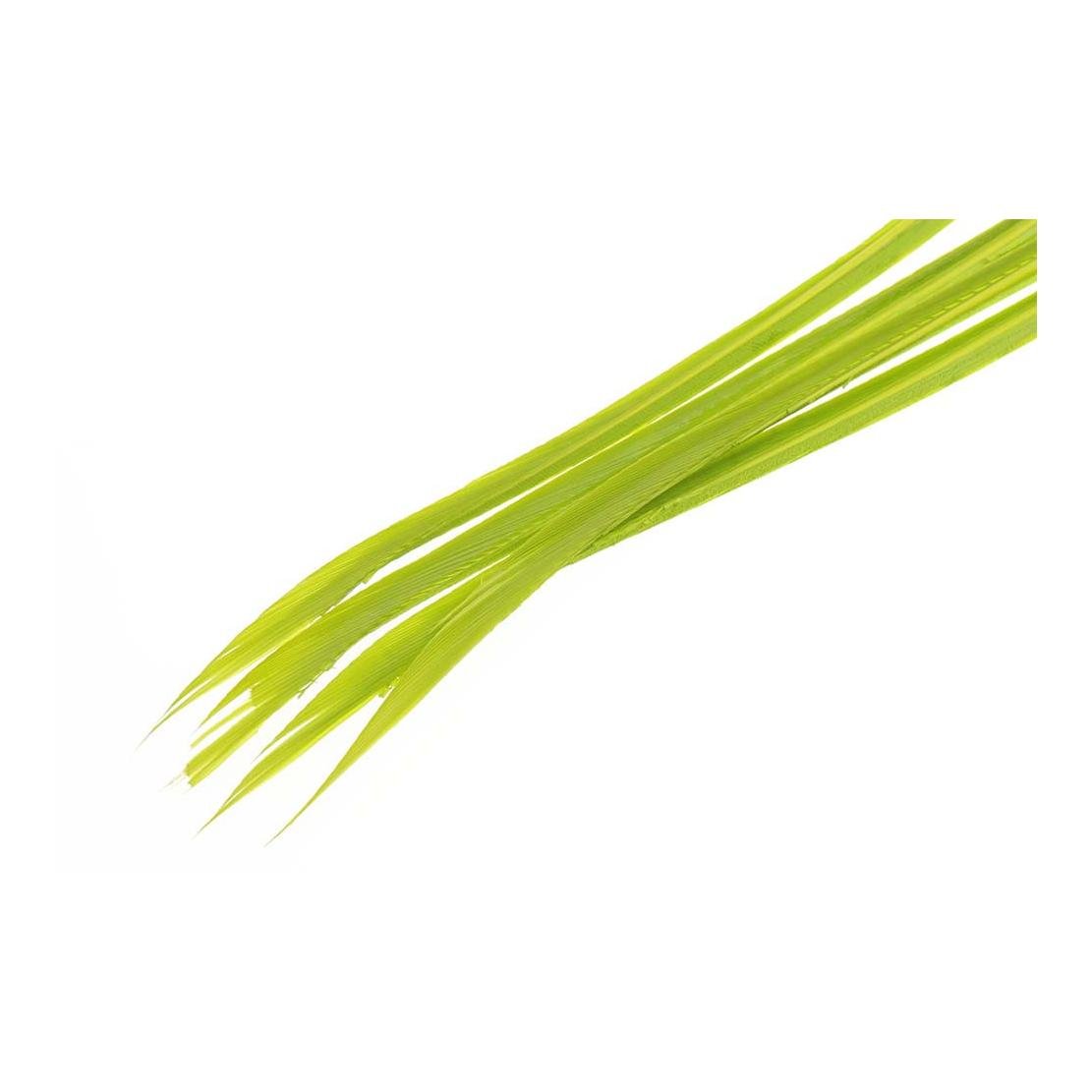 Wapsi Stripped Turkey Biots - Caddis Green - Truthahn