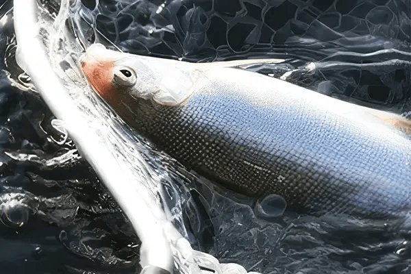 zielfisch-felchen