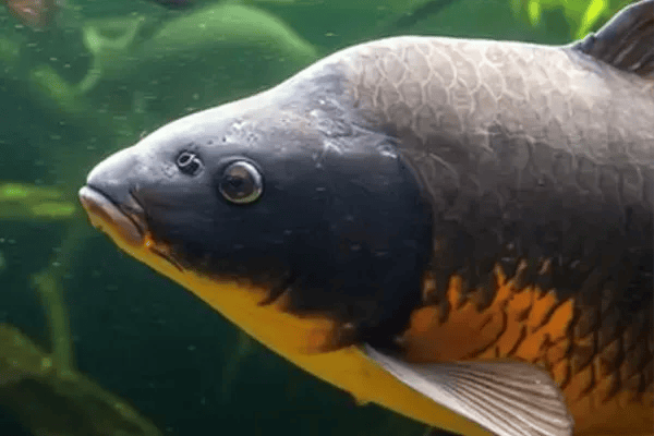 zielfisch-karpfen