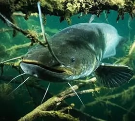 kat-zielfisch-wels