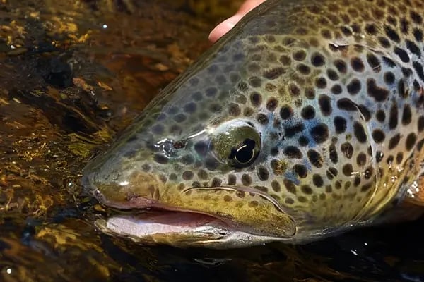 Forellenfischen | Kder & Gert | fischen.ch