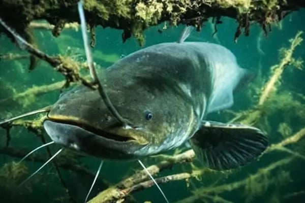 zielfisch-wels