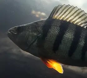 kat-zielfisch-egli