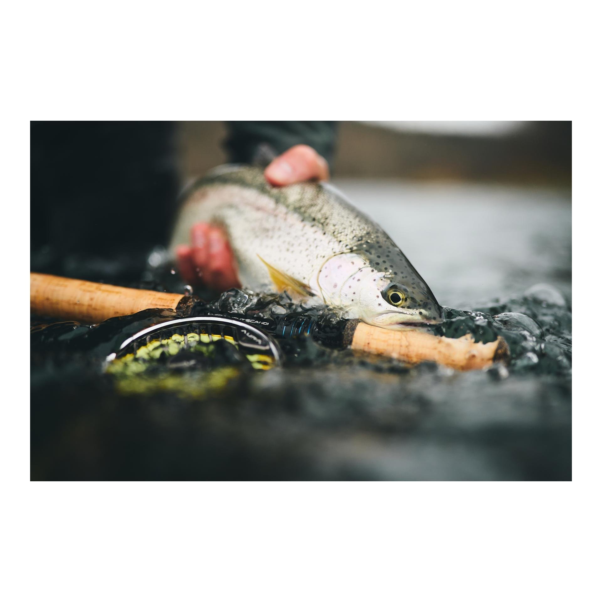 Guideline AURA Fliegenrolle