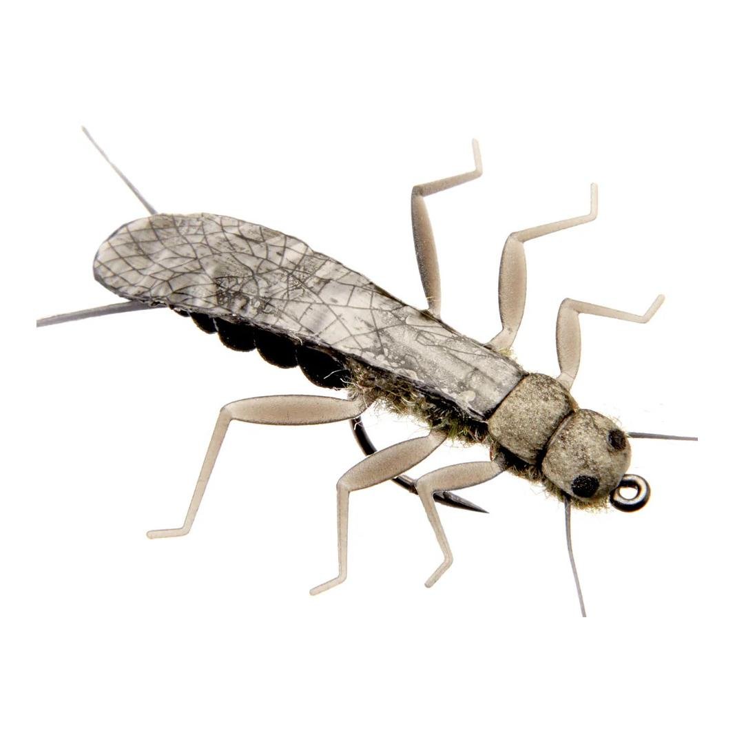 Stonefly Adult