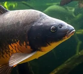 kat-zielfisch-karpfen