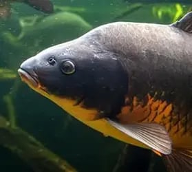 kat-zielfisch-karpfen