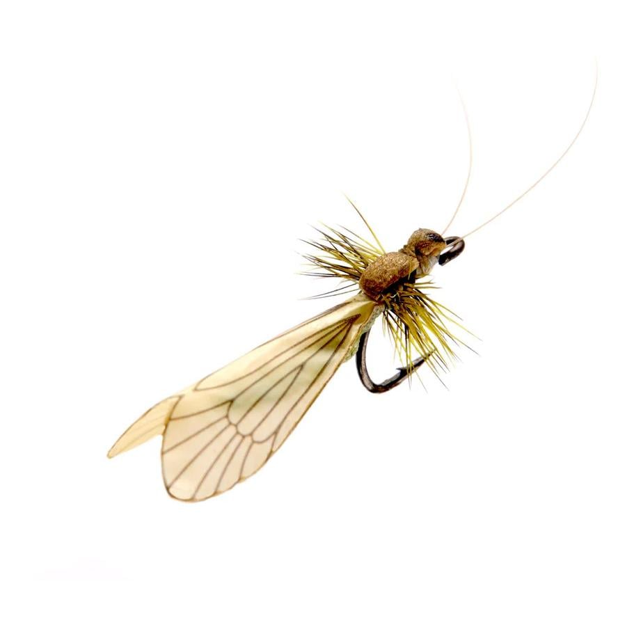 Cinnamon Brown/Apple Green