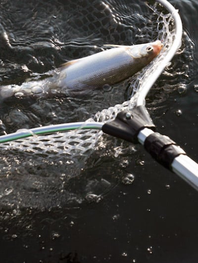 Stucki-Felchen-fischen