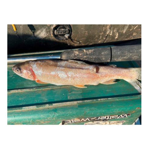 Black Cat Dead Bait Puncher