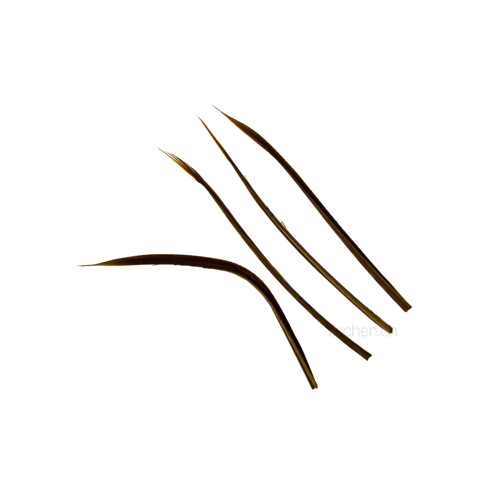 Image of Wapsi Stripped Turkey Biots - March Brown - Truthahn bei fischen.ch