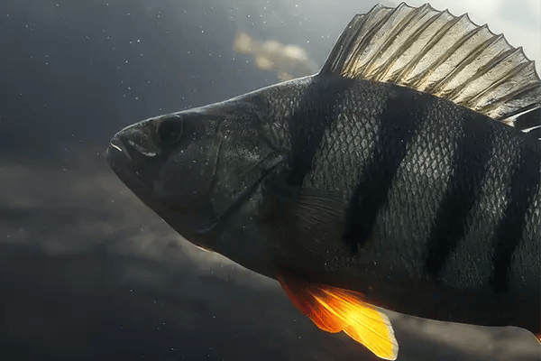 zielfisch-egli