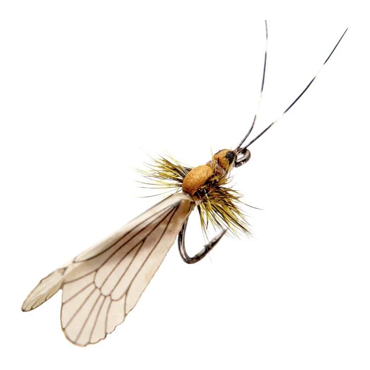 Caddis Adult - Trockenfliege