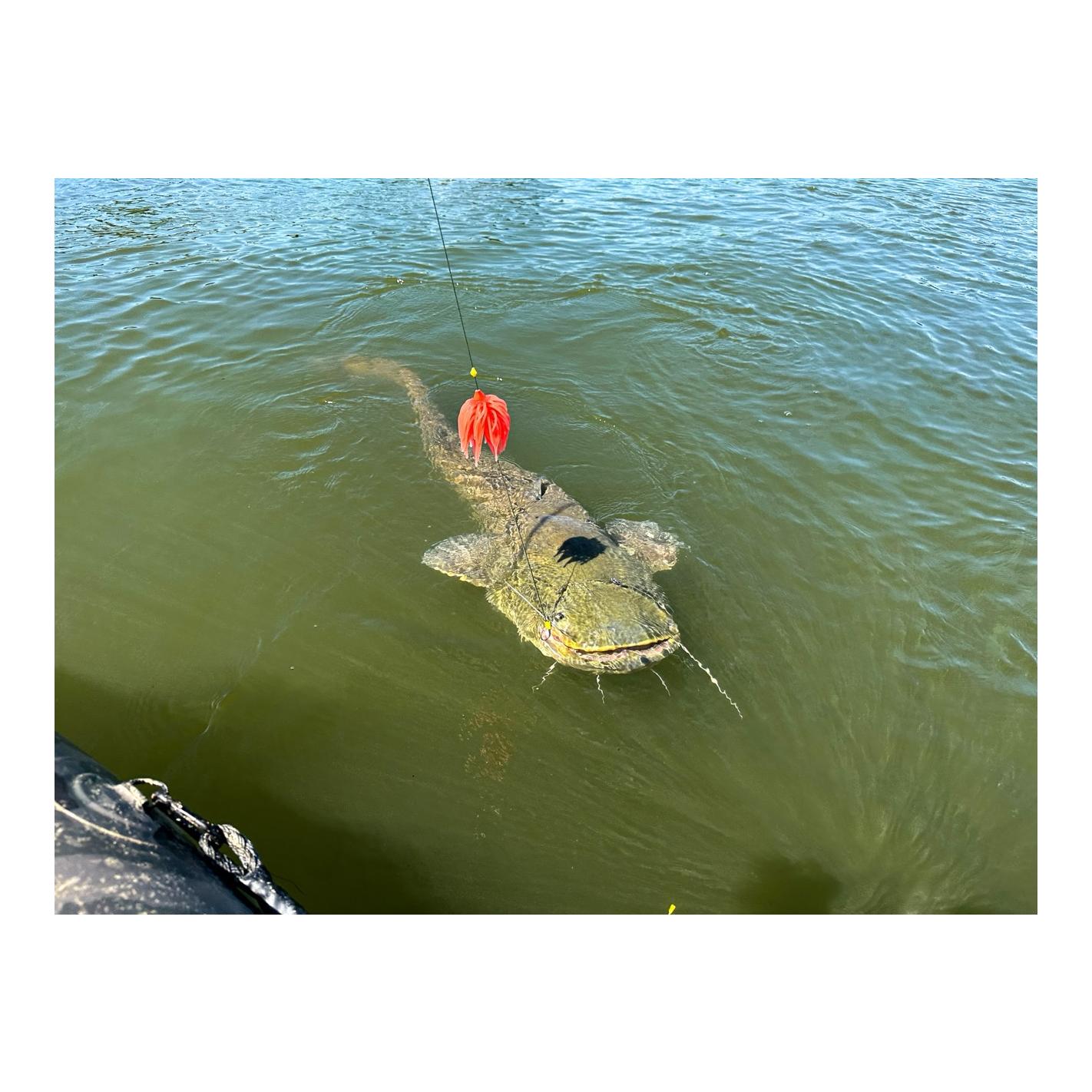 Black Cat Real Worm Teaser