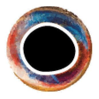 Image of Pro Sportfisher Pro Cool Eyes - rainbow bei fischen.ch