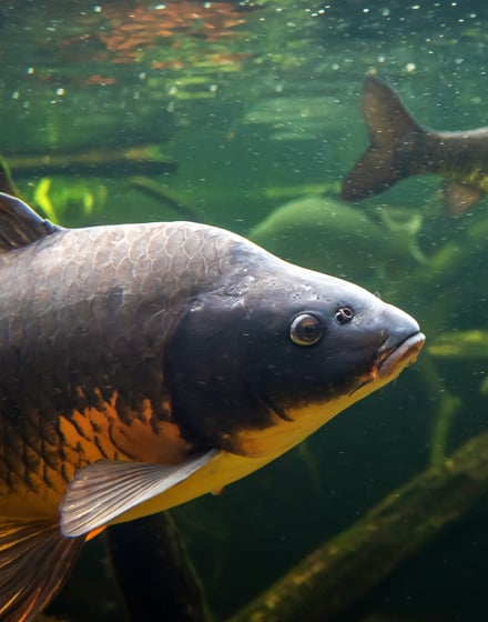 FI-440x560-Karpfen (1)