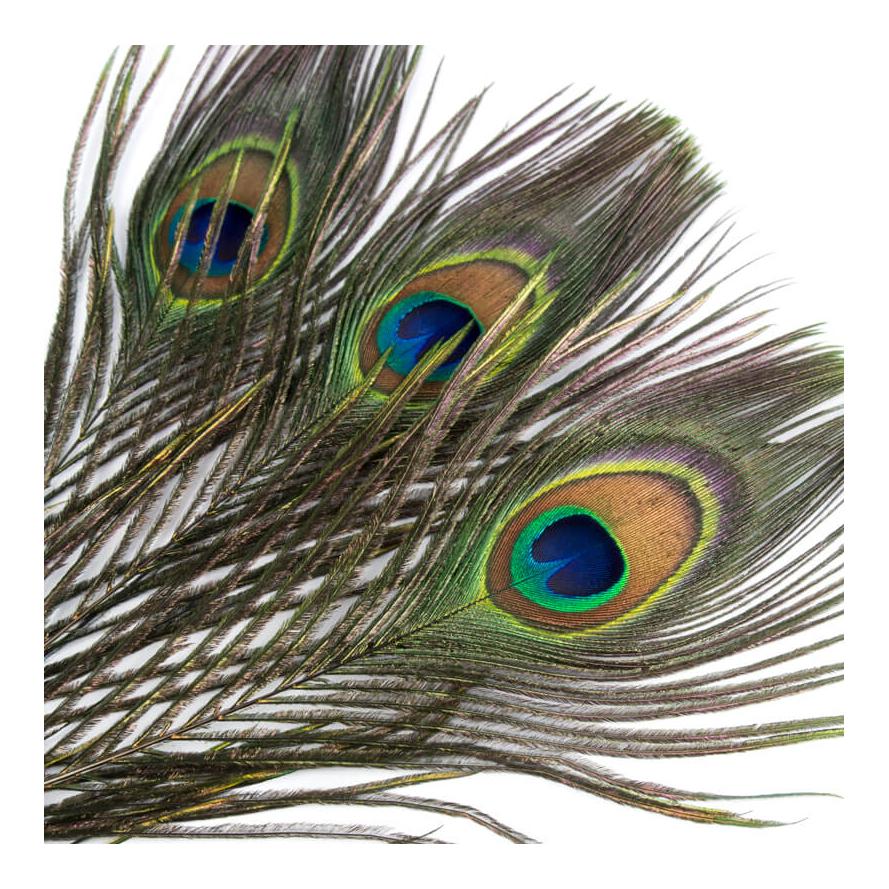 54 Dean Street Peacock Big Eyes Natural - Pfau