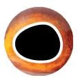 Image of Pro Sportfisher Pro Cool Eyes - orange bei fischen.ch