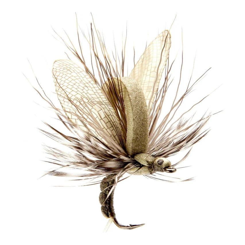 Émergent de mouche de mai